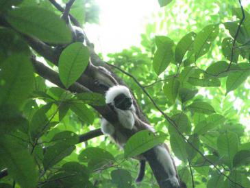 A monkey reclining in a tree deep in the forest canopy
