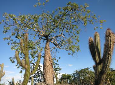 typical dry forest trees